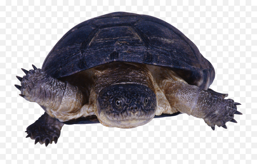 Turtle Png - Transparent Snapping Turtle Clipart Emoji,Turtle Transparent Background