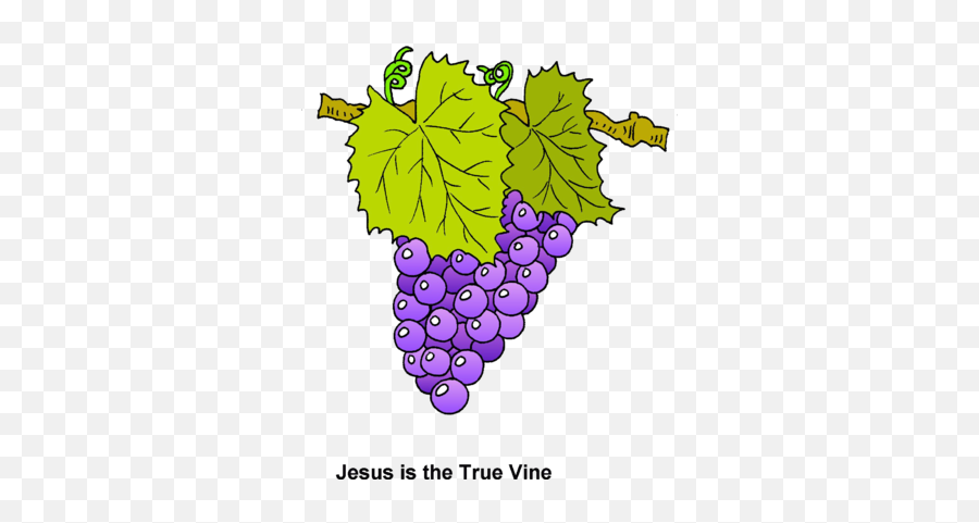 Grapes On A Vine Clipart Free - Clipart Jesus The True Vine Emoji,Vine Clipart