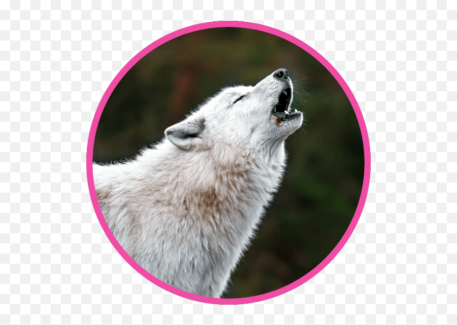 Wonderful Wolf Be A Planet Hero Nestlé Pure Life Emoji,Wolf Howling Png