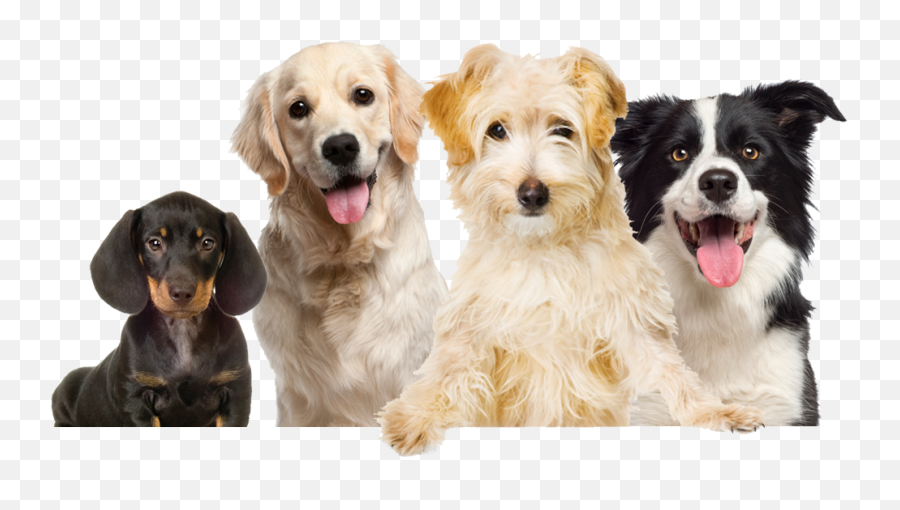 Happy Lapper - Happy Dogs Transparent Background Emoji,Dog Png