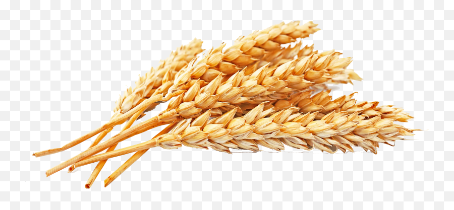 Gold Wheat Background Png Transparent - Wheat Transparent Png Emoji,Wheat Png