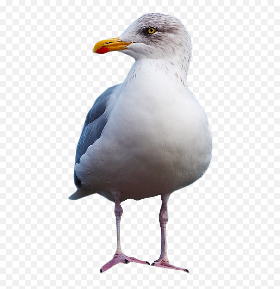 Seagull Clipart Standing - Png Download Full Size Clipart Png Transparent Background Seagull Png Emoji,Seagull Clipart