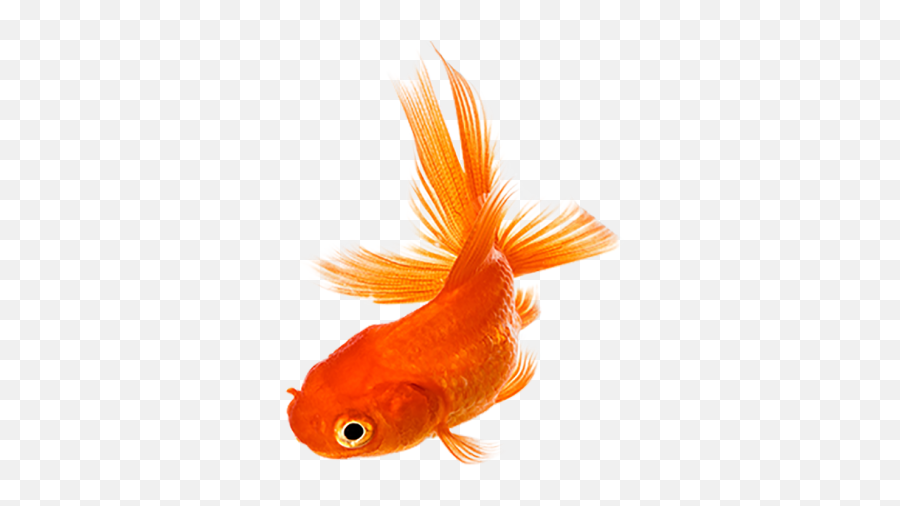 Goldfish Transparent Png Images Download - Yourpngcom Emoji,Gold Fish Clipart