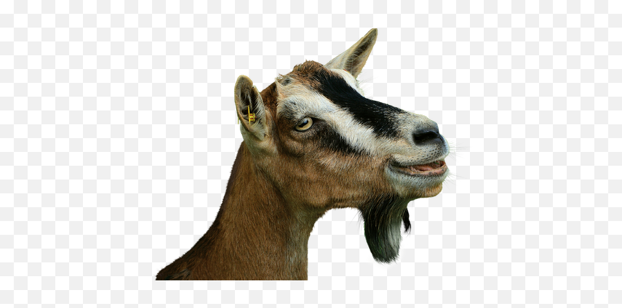 Prima Donna Goat Isolated Livestock Creature - Free Emoji,Goat Head Png