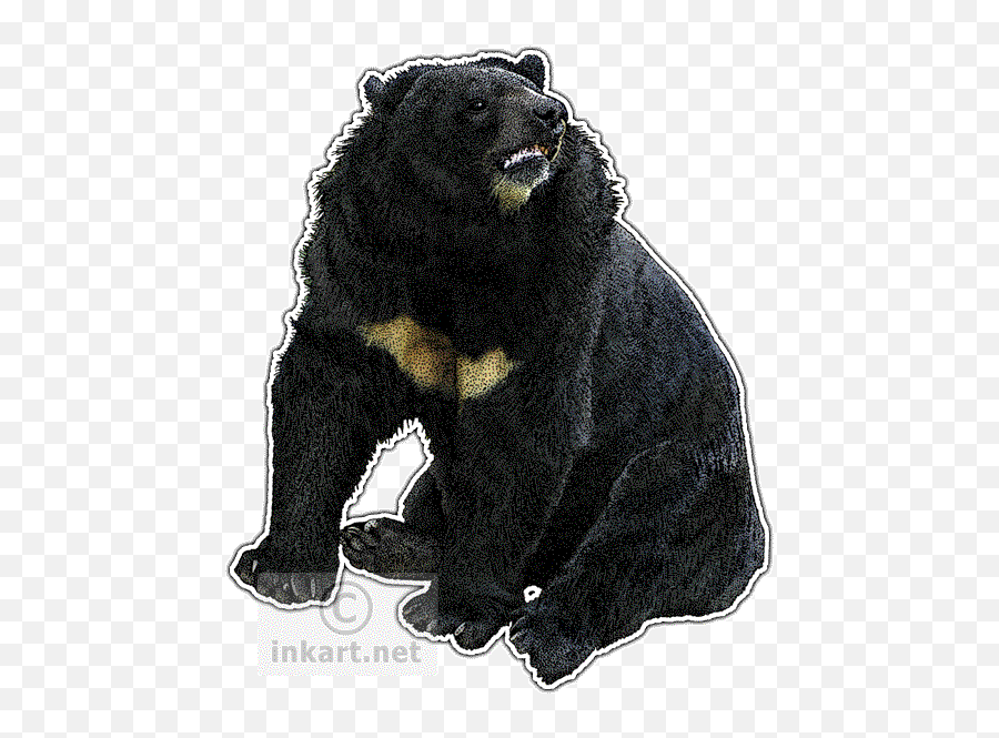 Download Asian Black Bear Decal - Drawing Png Image With No Asian Black Bear Emoji,Black Bear Png