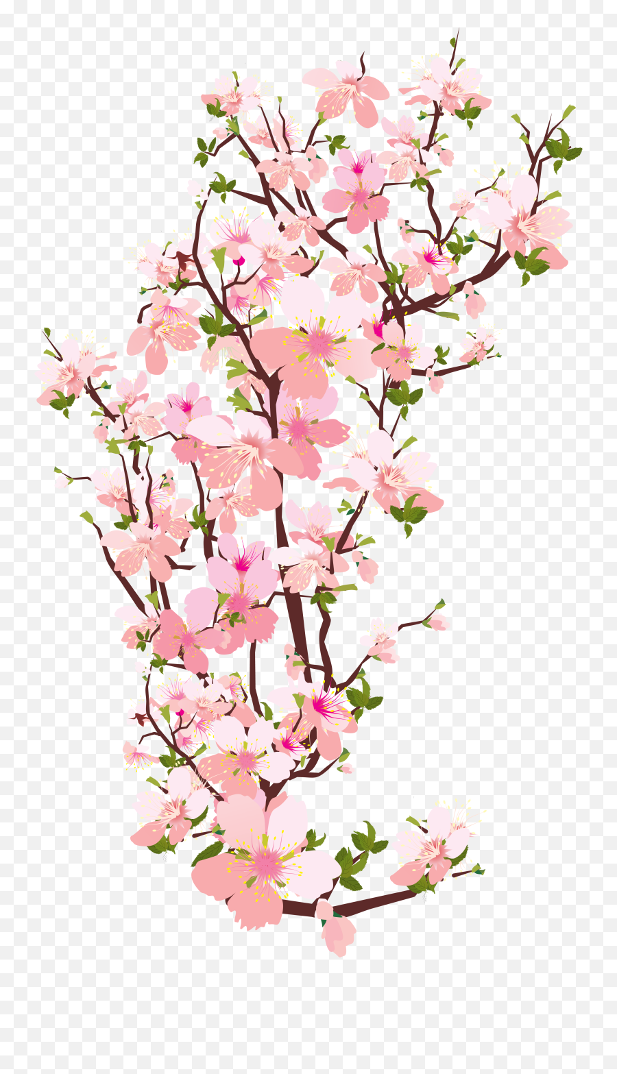 Cherry Blossom Branch Transparent U0026 Free Cherry Blossom - Transparent Background Japanese Cherry Blossom Clipart Emoji,Cherry Blossom Png