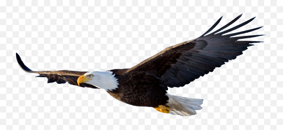 Bald Eagle Flying By Evelivesey On - Monument To The Heroes Of The Restoration Emoji,Bald Eagle Clipart