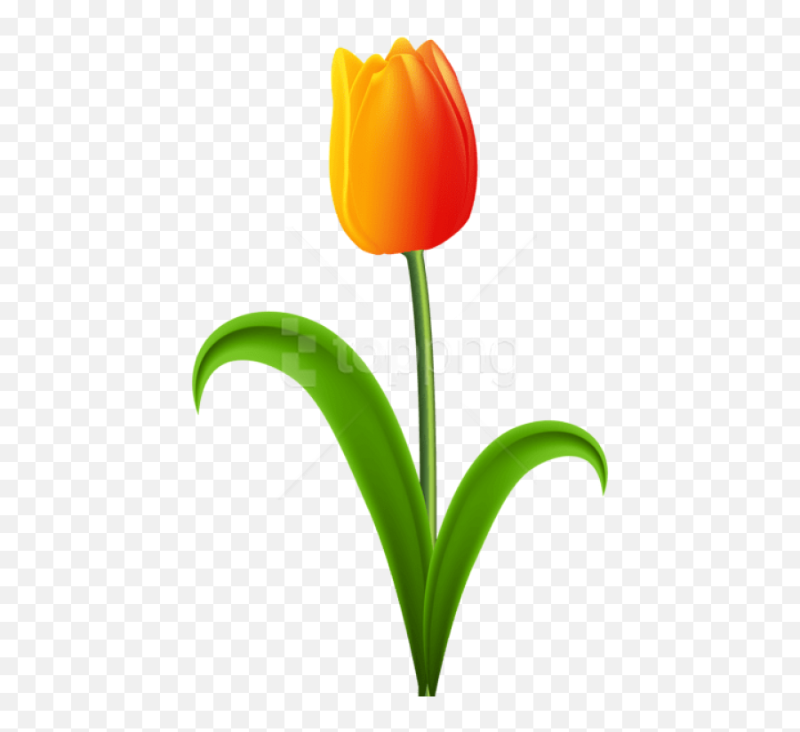 Download Hd Free Png Download Beautiful Tulip Png Images - Tulip Clipart Png Emoji,Stem Clipart