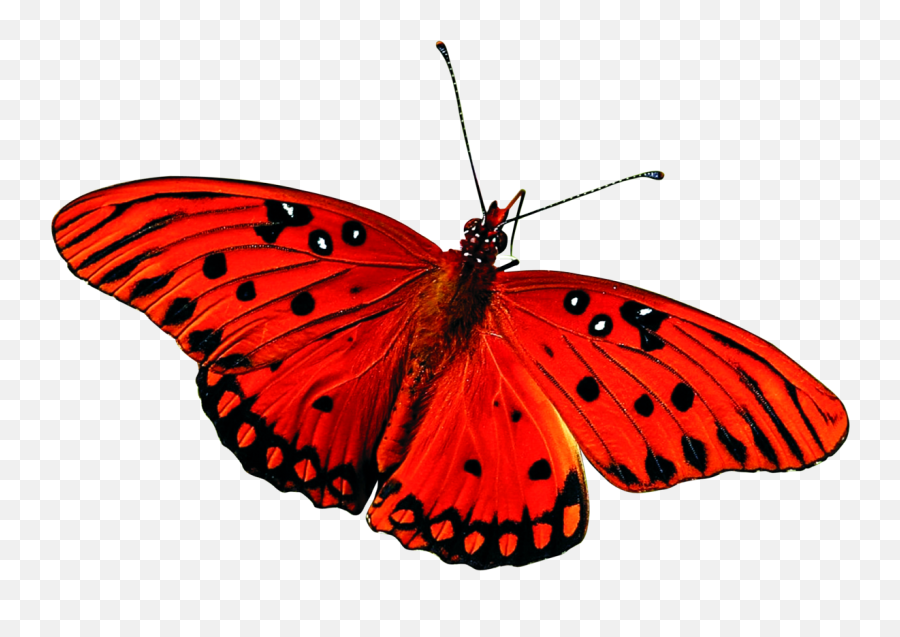Best Butterfly Png One - Red Butterfly Transparent Red Butterfly Without Background Emoji,Butterfly Transparent