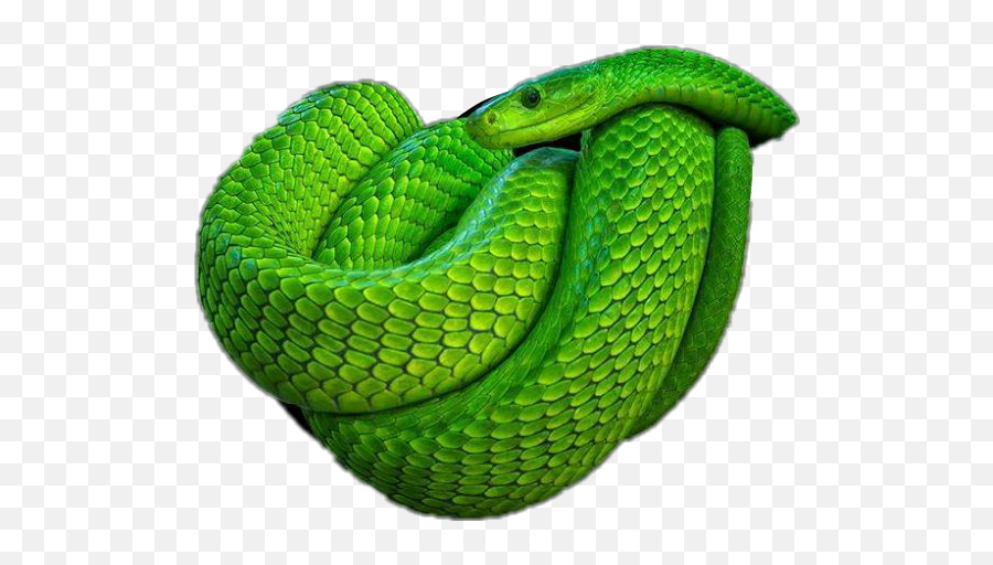 Snakes - Green Snake Png Emoji,Green Snake Png