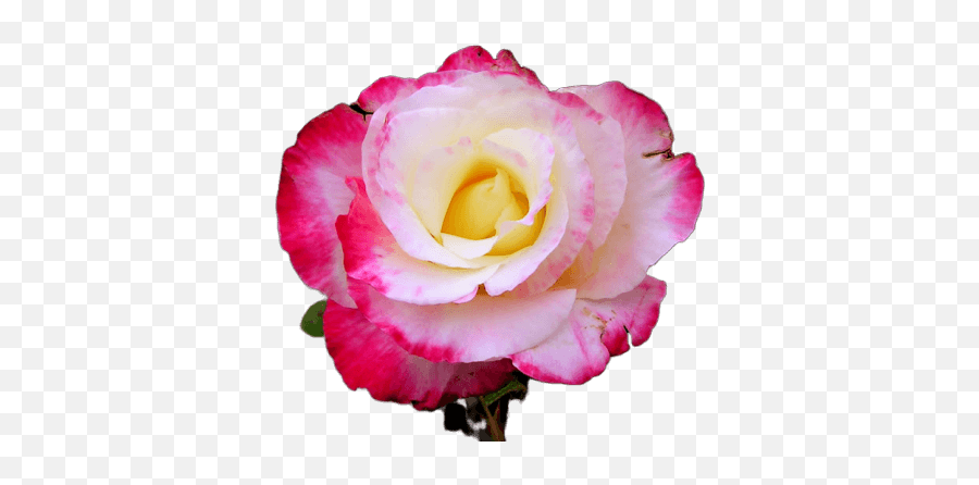 Rose Clipart Love Of Roses - Hybrid Tea Rose Emoji,Roses Clipart