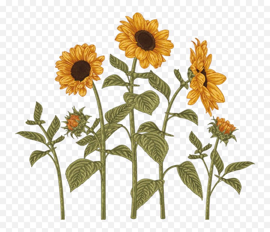 Sun Flowers In The Field Flower Wall Decor Emoji,Watercolor Sunflower Png