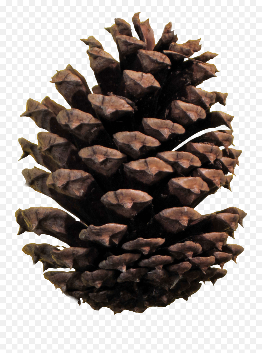 Christmas Pine Cone Png - Pine Cone Png Emoji,Pine Cone Clipart