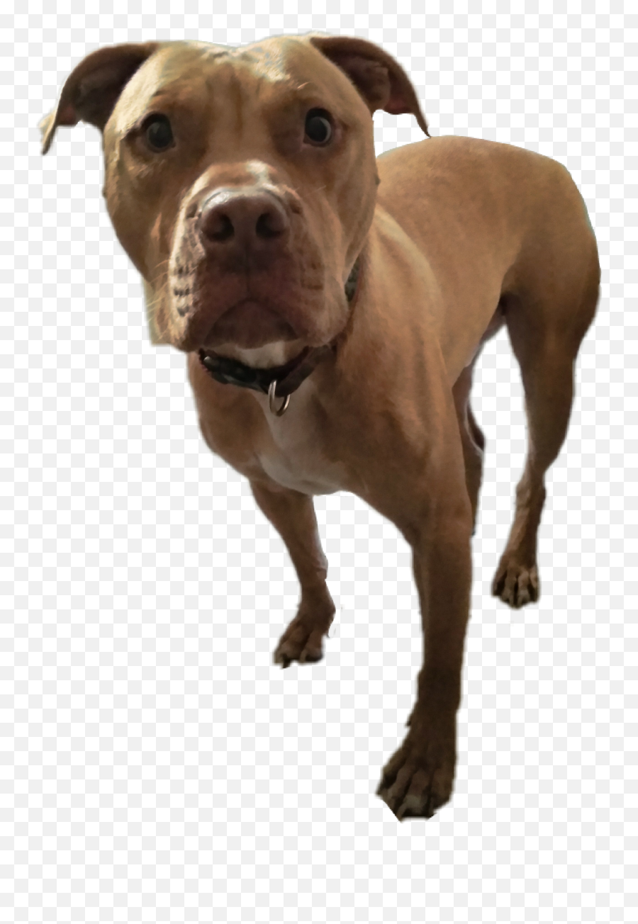 Pitbull - American Pit Bull Terrier Transparent Emoji,Pitbull Png