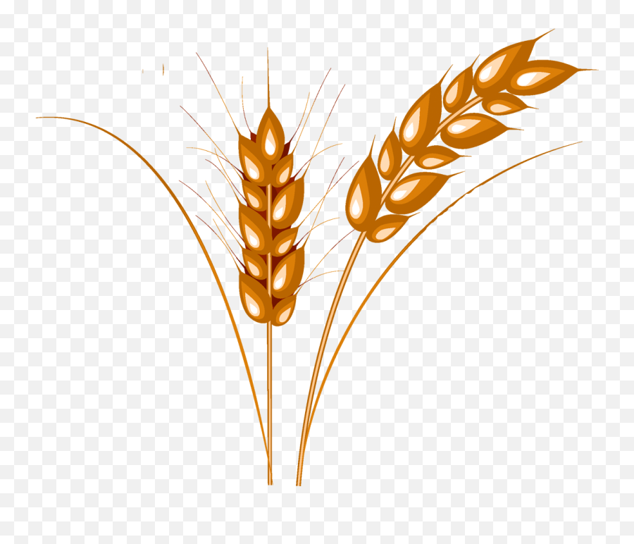 Download Wheat Png Image For Free - Wheat Grain Clipart Png Emoji,Wheat Png