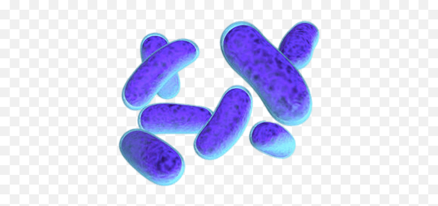 Escherichia Coli Bacteria Transparent Png - Stickpng Bactérie Png Emoji,Bacteria Clipart
