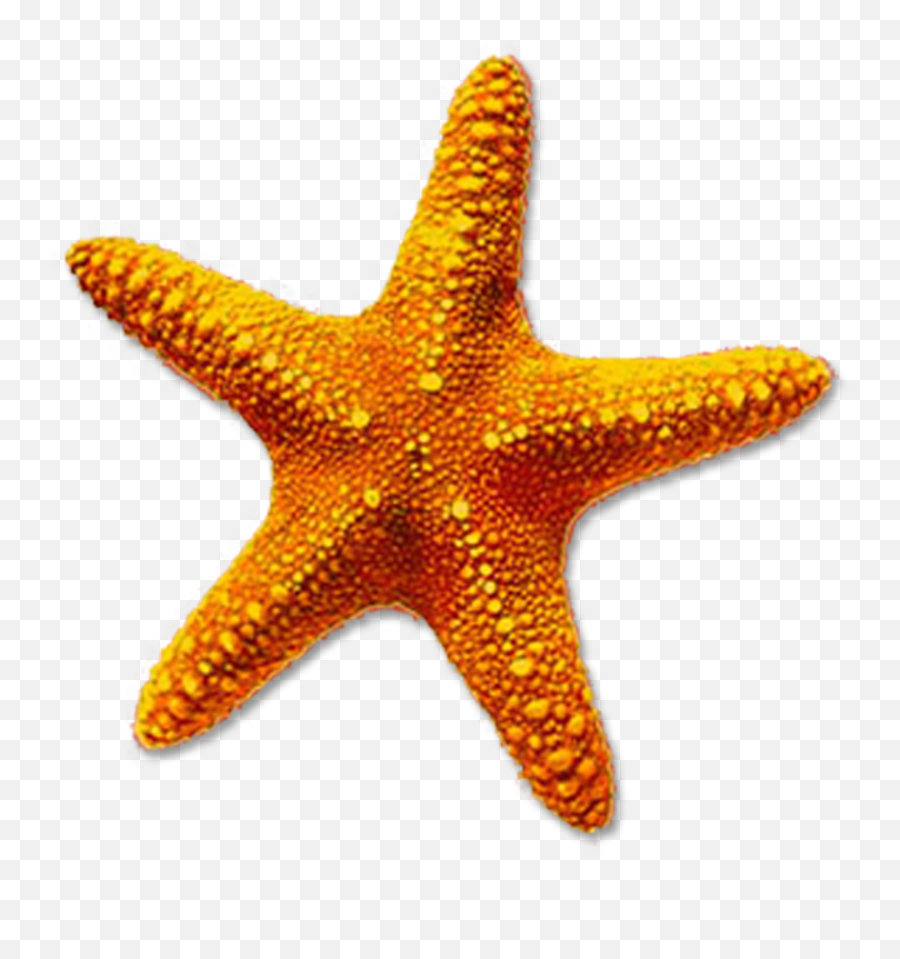 Starfish Drawing Starfish - Star Fish Png Emoji,Starfish Clipart