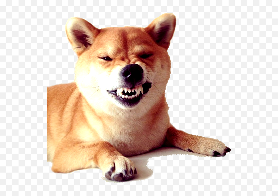 Dogecoin - Transparent Doge Png Emoji,Doge Transparent Background
