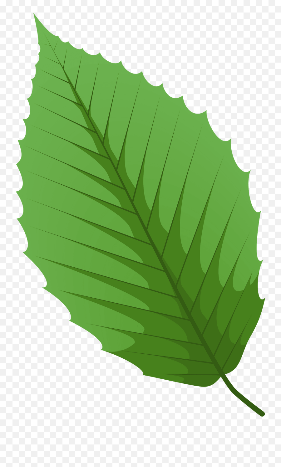 American Beech Green Leaf Clipart Free Download Transparent - Swamp Birch Emoji,Leaf Clipart