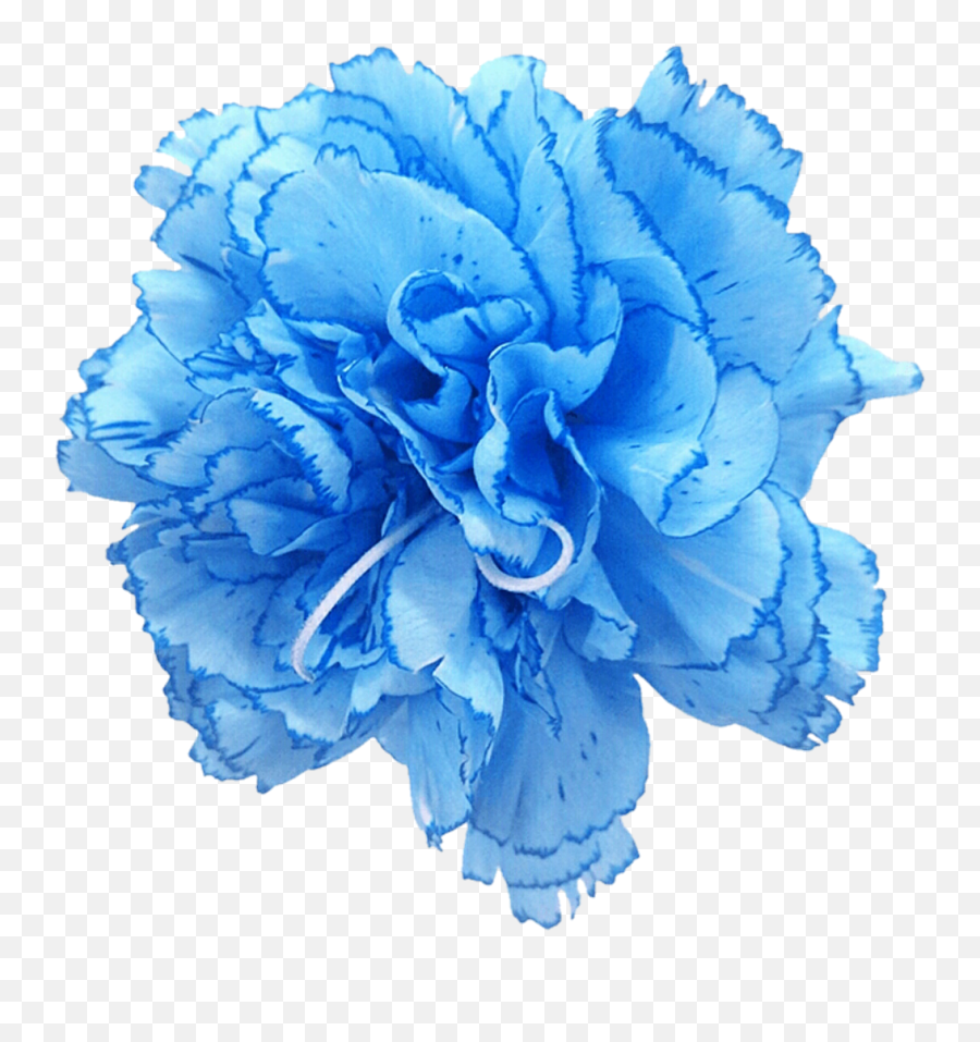 Carnation Rose Blue Cut Flowers - Blue Pea Flower Png Emoji,Blue Flowers Transparent
