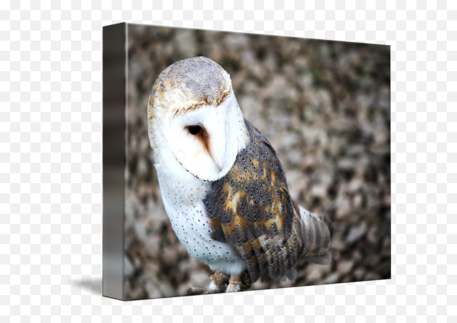 Barn Owl By Peter Feo Emoji,Barn Owl Png