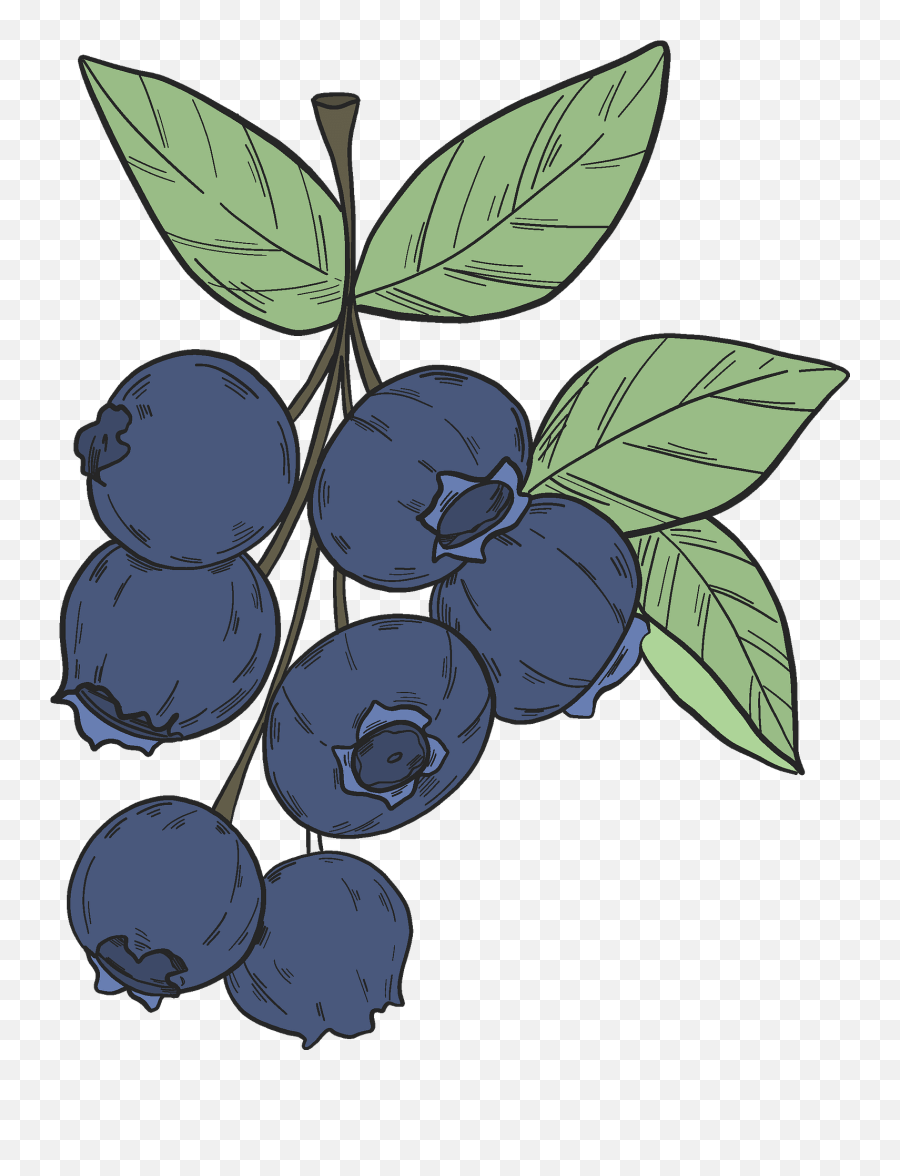 Blueberry Clipart - 7 Blueberries Clipart Emoji,Blueberry Clipart