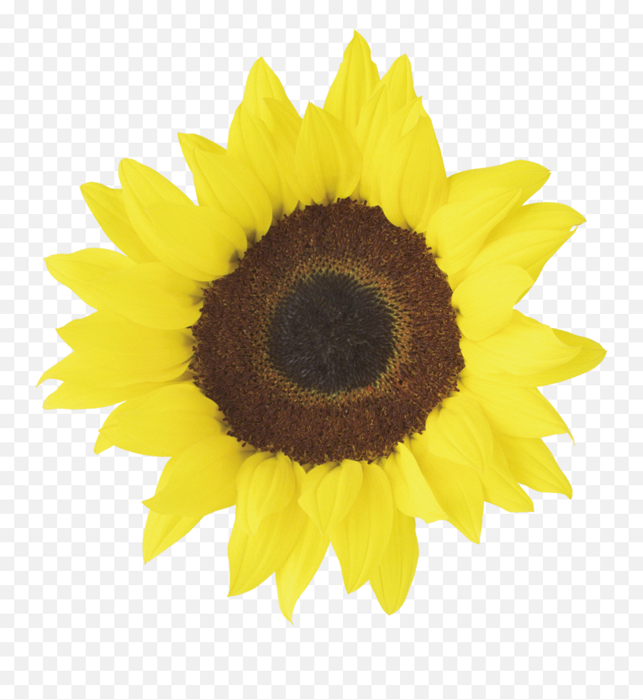Sunflower Transparent Images - Sunflower Transparent Background Emoji,Sunflower Transparent