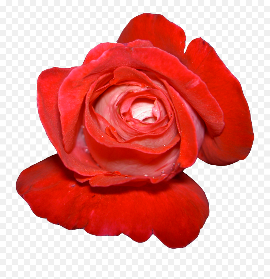 Drawing Of Red Dry Rose Flowers Free Image Download - Fresh Emoji,Free Rose Clipart