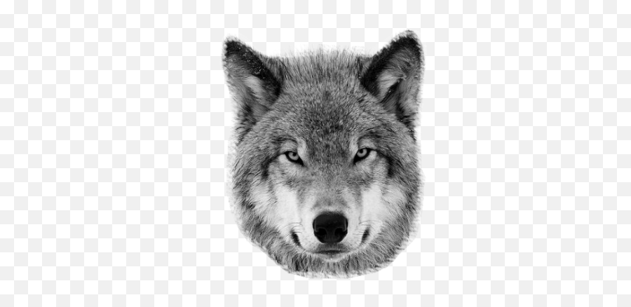 Animal Heads Png U0026 Free Animal Headspng Transparent Images - Timber Wolf Emoji,Transparent Animals