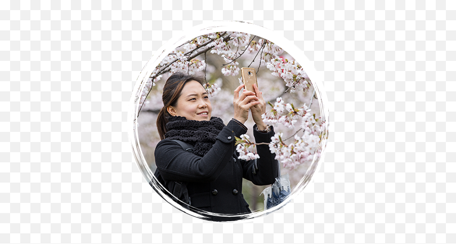 Cherry Blossom Season Visit Montgomery Emoji,Cherry Blossoms Transparent