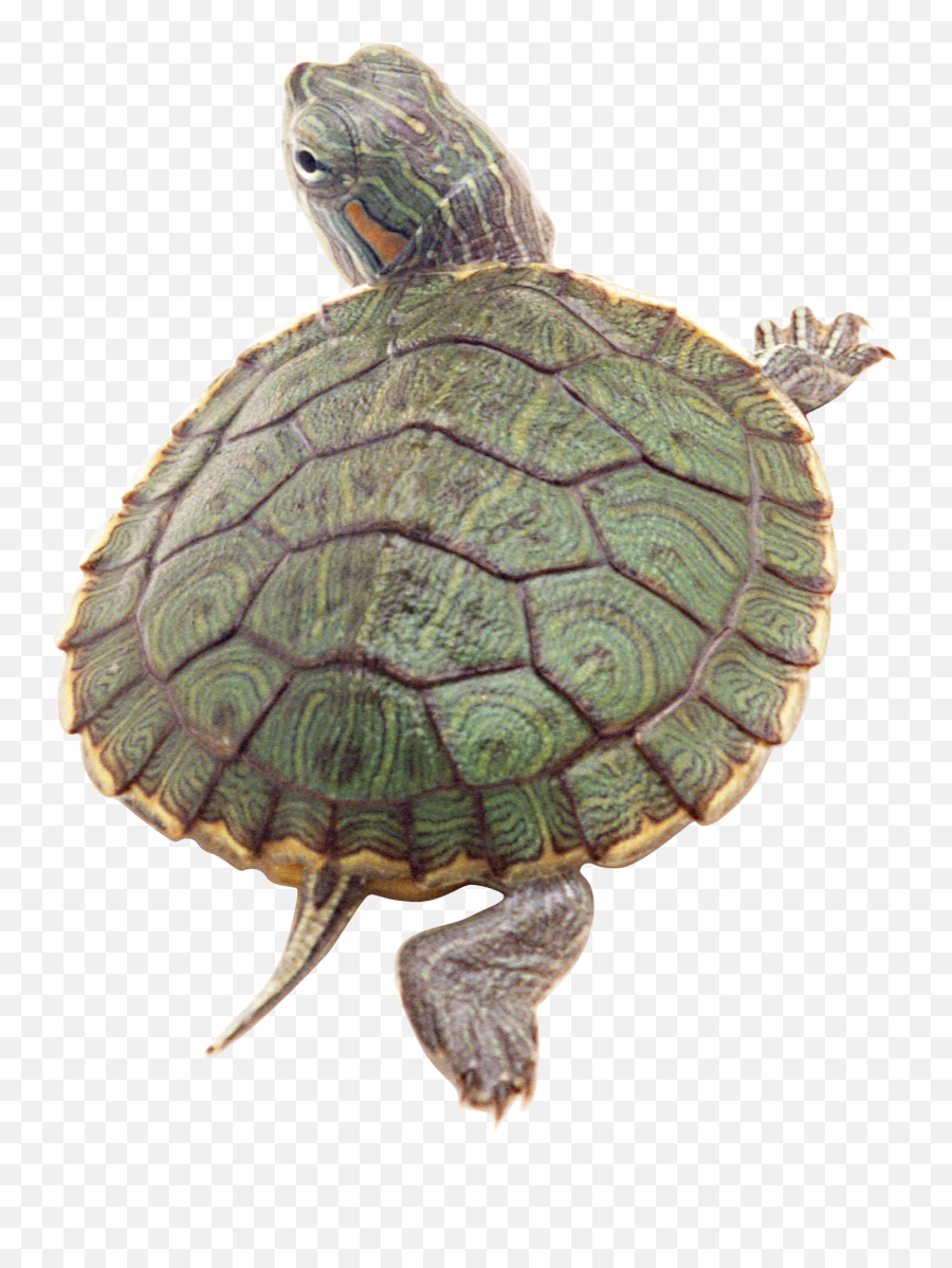 Turtle Clipart Hd - 16872 Transparentpng Transparent Turtle Png Emoji,Turtle Clipart
