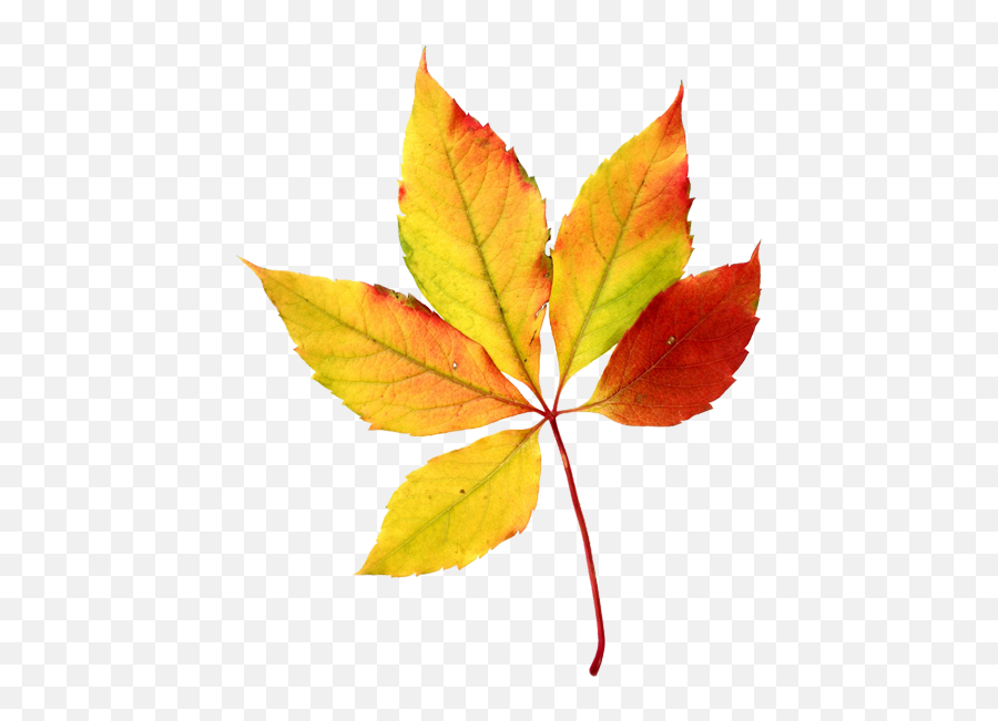 Maple Leaf Clipart 5 Leave - Fall Leaf Watercolor Png Fall Watercolor Leaf Png Emoji,Leaf Clipart