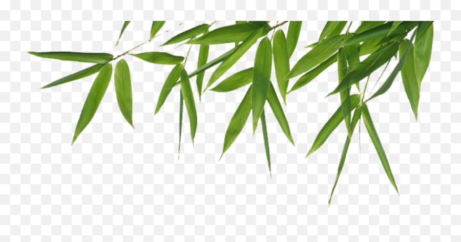 Japanese Bamboo Png Transparent - Free Bamboo Png Emoji,Bamboo Png