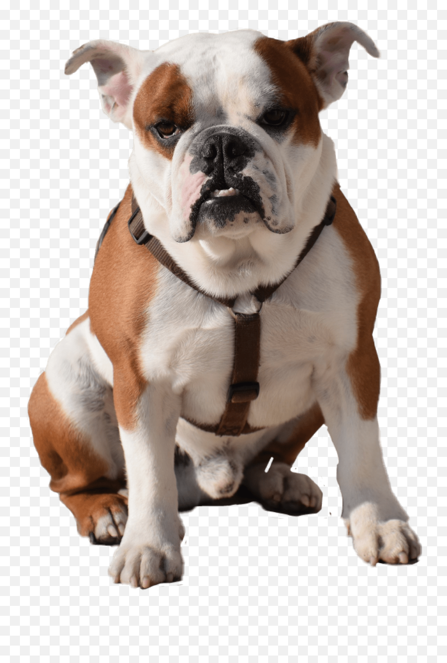 Bulldog Png - Bull Dogs Png Emoji,Bulldog Png
