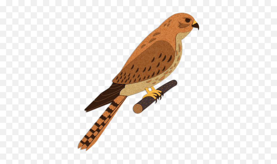Home - Tallahassee Museum Falconiformes Emoji,Florida Museum Of Natural History Logo