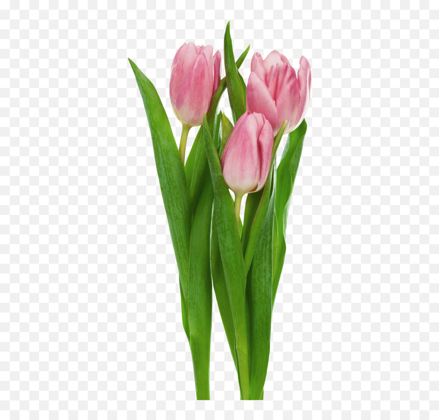 Pink Transparent Tulips Flowers Clipart - Tulip Flower Transparent Tulips Flower Png Emoji,Tulip Clipart