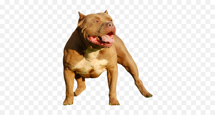 American Bully En Png Png Image With No - Nao Deixe Seu Cachorro Solto Na Rua Emoji,Pitbull Png