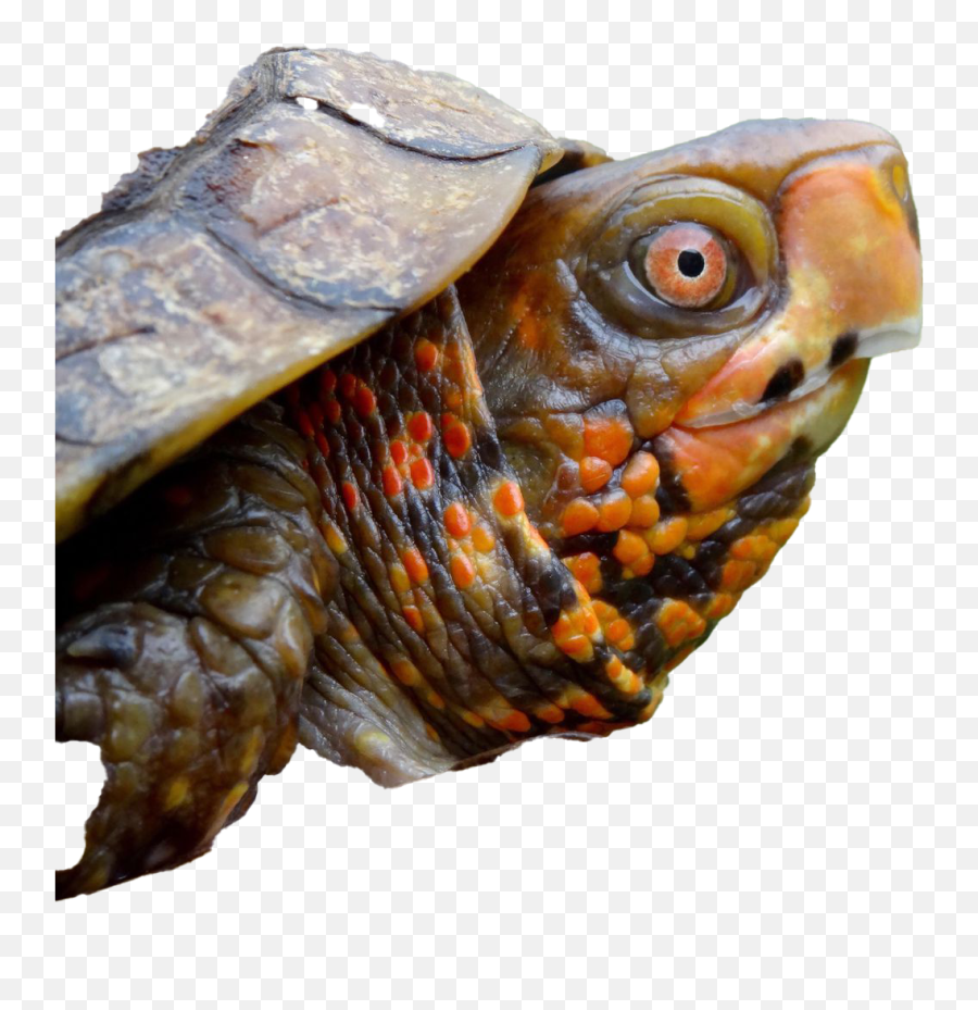 Turtle Png Images Transparent Background Png Play Emoji,Turtle Transparent Background