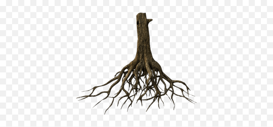 Roots Illustration Transparent Png - Stickpng Emoji,Tree With Roots Clipart