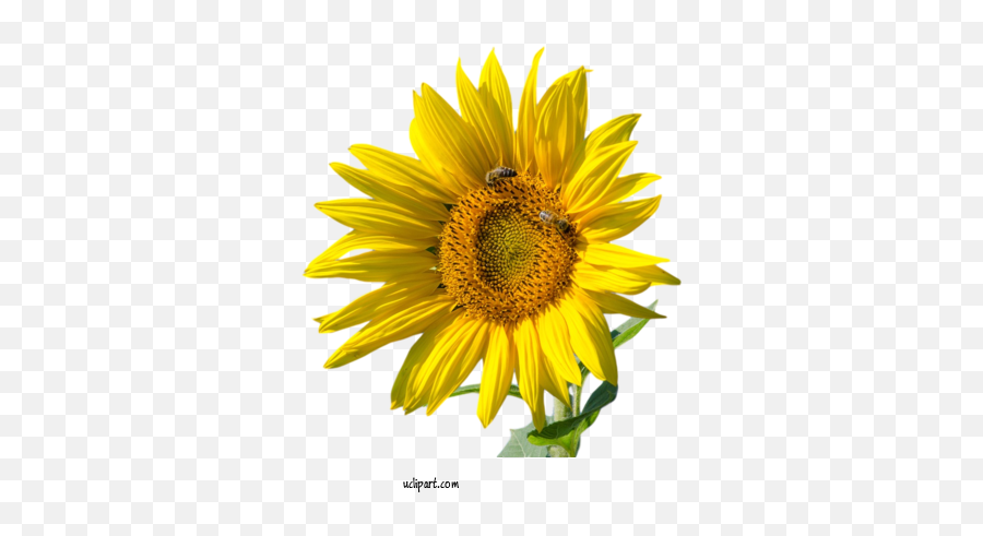 Flowers Drawing Common Sunflower White For Flower Clipart Emoji,Sunflower Transparent Background