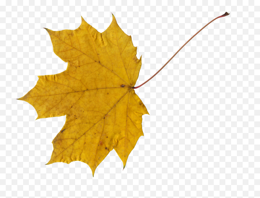 10 Maple Leaves Png Transparent Onlygfxcom - Clipart Emoji,Maple Leaves Clipart