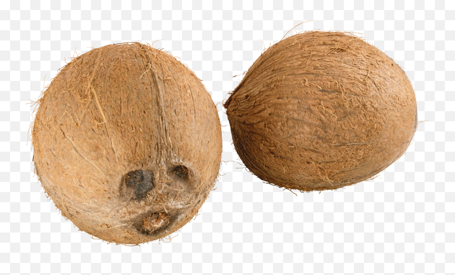Coconuts - Clipart Coconuts Emoji,Coconut Clipart