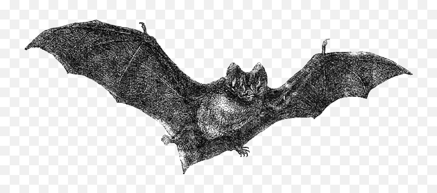 Download Flying Bats Png - Vintage Halloween Transparent Emoji,Vintage Halloween Clipart