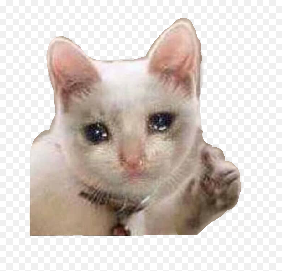 Sad Cat Meme Mood Sniffles Sticker By Camryn Emoji,Crying Cat Meme Transparent