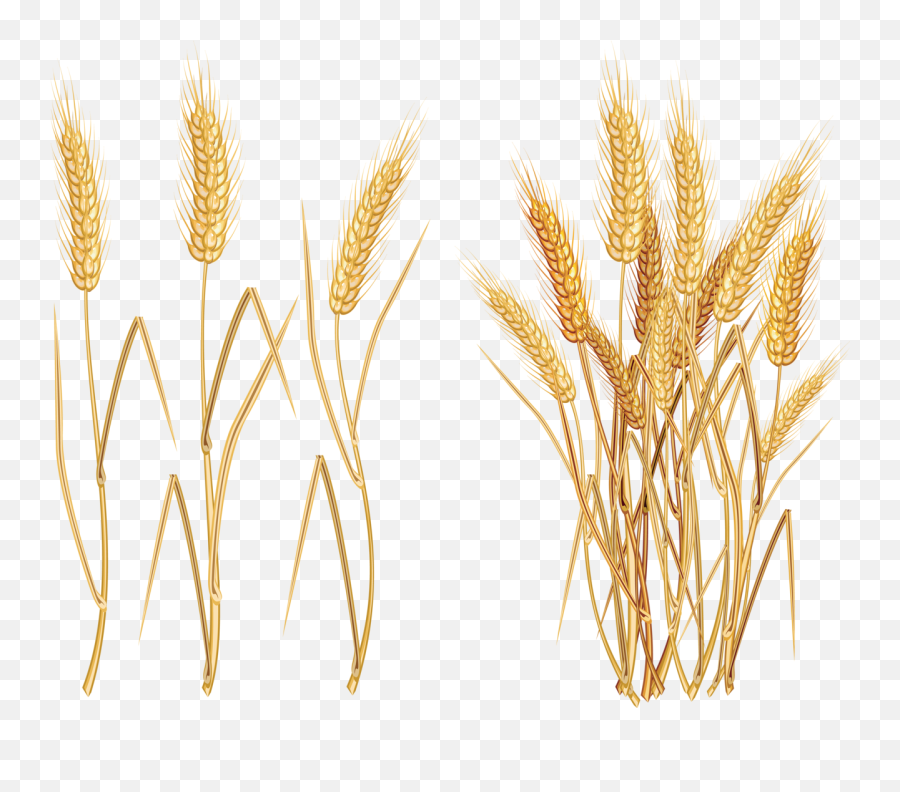 Ears Of Wheat Oat Rye And Barley - Wheat Plant Transparent Emoji,Wheat Clipart