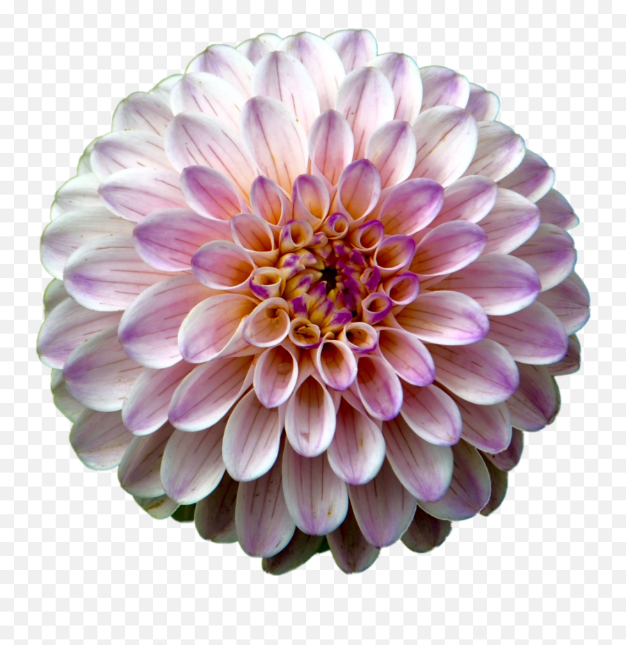 Download Hd Pink Dahlia - Flower With Detail Transparent Png Emoji,Dahlia Clipart