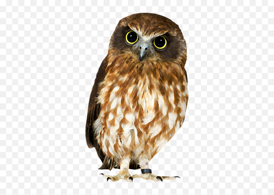 Owl Png - Owl Images Hd Png Emoji,Owl Png