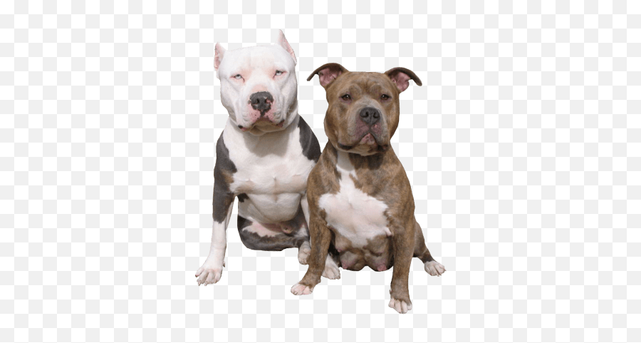Pit Bull Png U0026 Free Pit Bullpng Transparent Images 32057 - Pitbulls Dogs Png Emoji,Pitbull Clipart