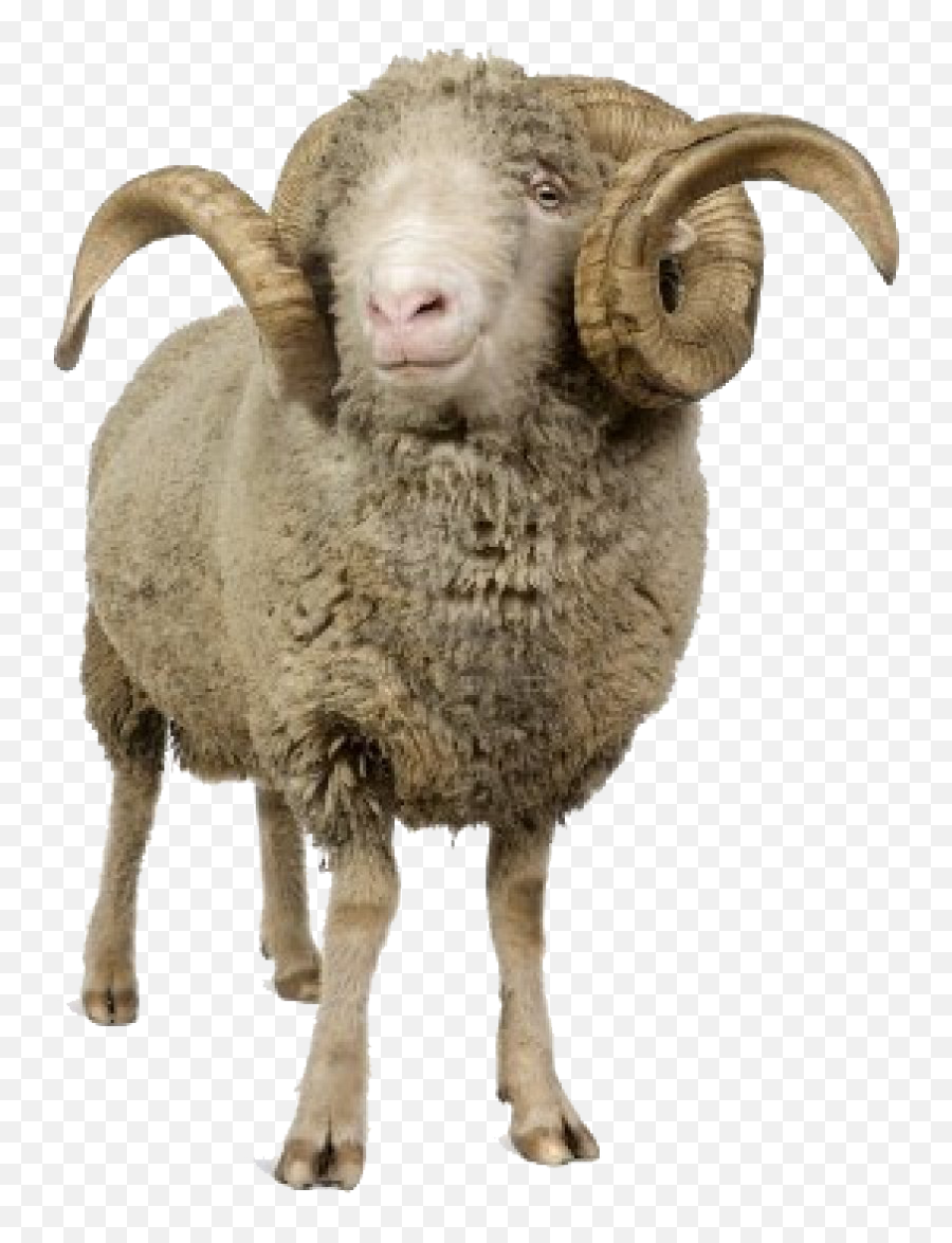 Ram Animal - Sheep With Horns Png Emoji,Ram Clipart