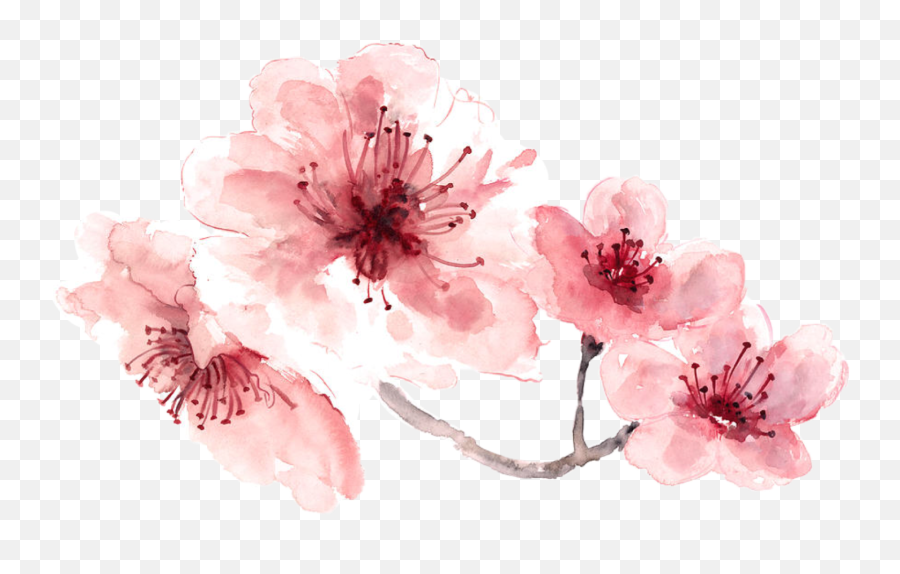 Download Pink Water Color Flower Png - Transparent Cherry Blossom Watercolor Emoji,Water Color Png